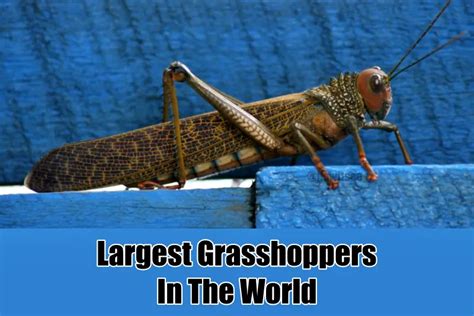 grasshopper giant|world's largest grasshopper ever found.